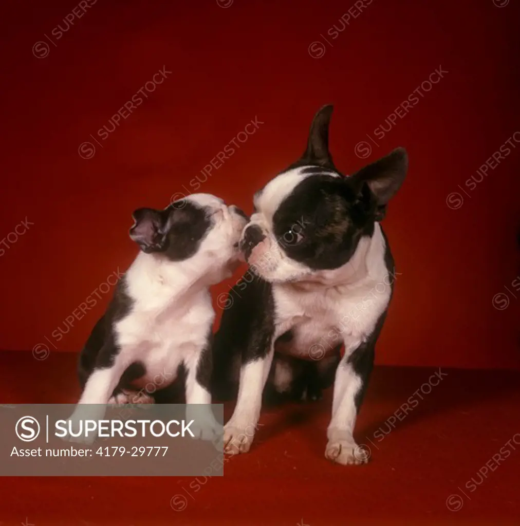 Boston Terrier with Puppy, kissing