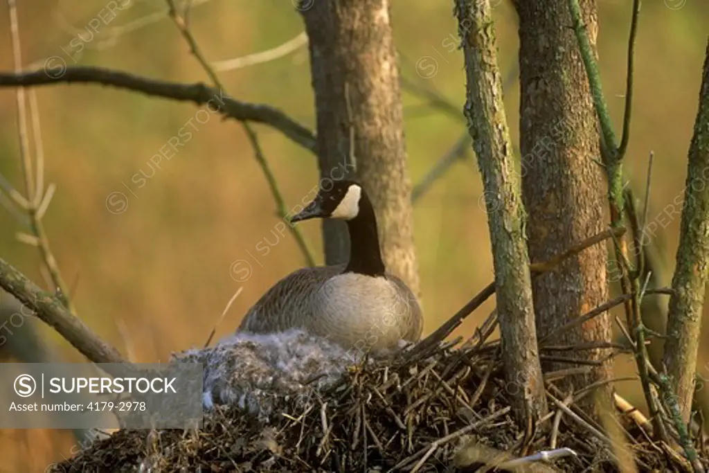 Canada Goose (Branta canadensis) Female on Nest/IL