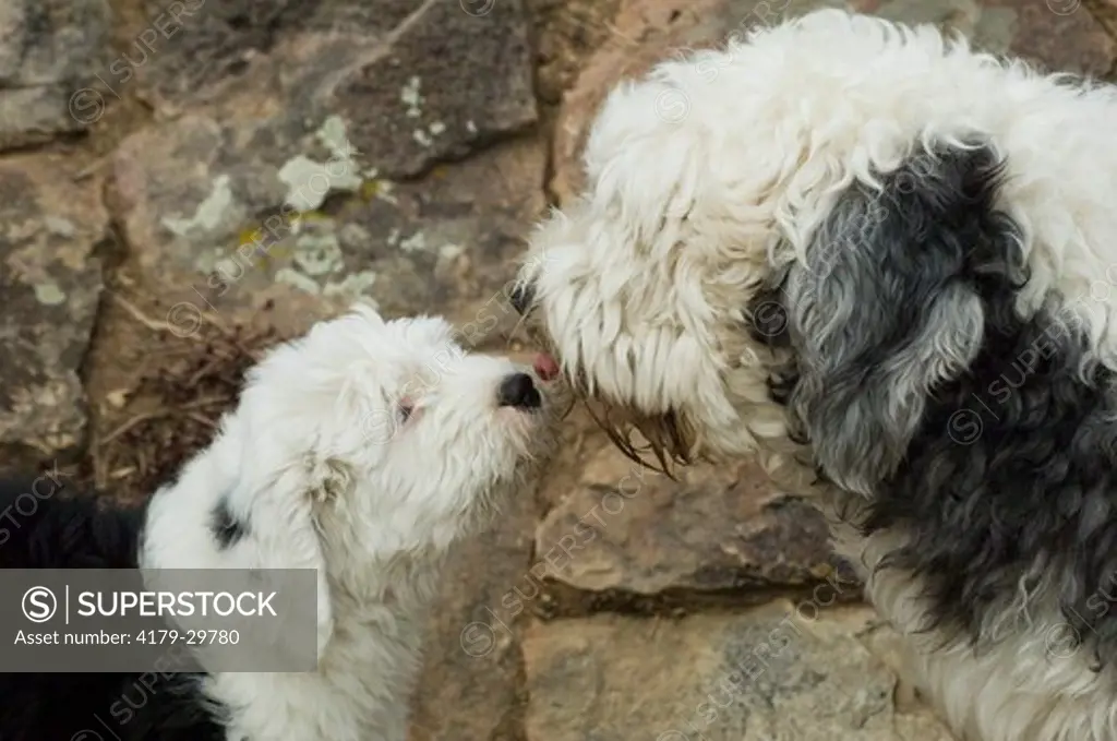 Old English Sheepdog puppy and adult, nose to nose Meg Seddon -