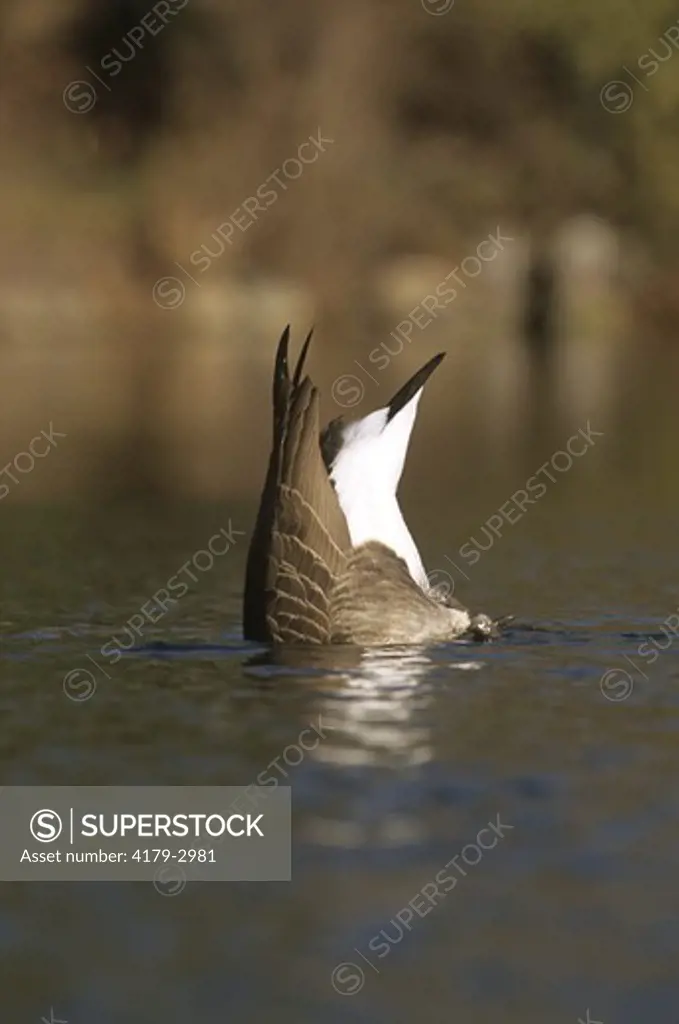 Canada Goose feeding upside down (Branta canadensis), E.B. Forsythe NWR, New Jersey