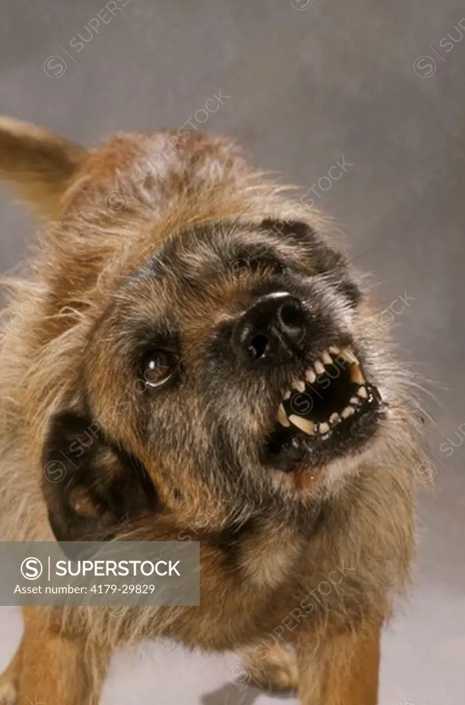 Mixed Breed Dog growling, teeth bared, grey background