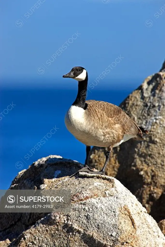 Canada Goose adult on rock (Branta canadensis) Monterey, California, USA