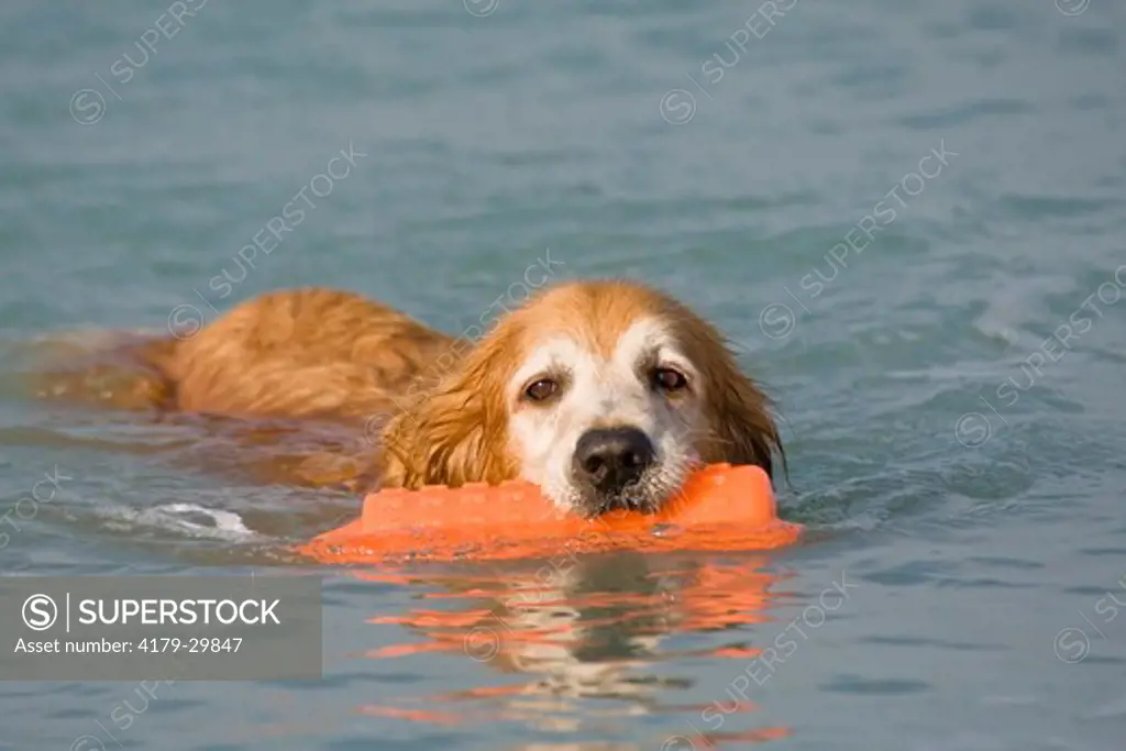 Golden Retriever (Canis lupus familiaris) retrieving Toy from water at the Beach in southwest Florida.   This popular Breed was developed in Scotland in the mid-1800's as a gundog and retriever.  MR.