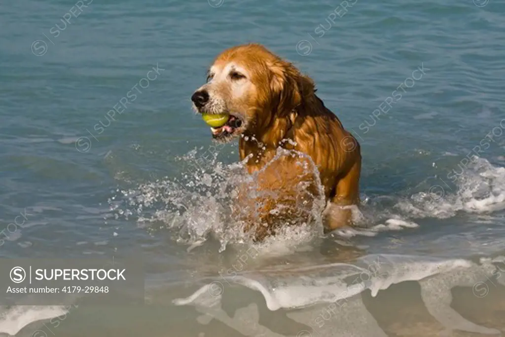 Golden Retriever (Canis lupus familiaris) retrieving Tennis Ball from water at the Beach in southwest Florida.   This popular Breed was developed in Scotland in the mid-1800's as a gundog and retriever.  MR.