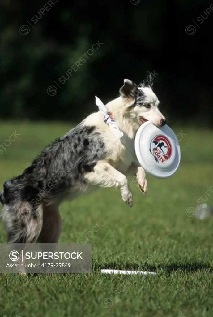 Blue Merle Aussie Playing Frisbee, Florida.  The Australian Shepherd or 'Aussie' (Canis lupus familiaris) breed of working dogs was actually developed in the western United States, in spite of its name.  They are used as stock dogs, search and rescue dogs