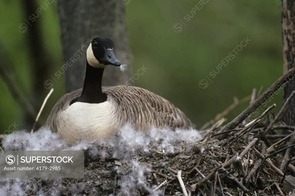 Canada Goose (Branta canadensis) on Nest, IL