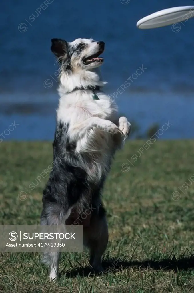 Blue Merle Aussie Playing Frisbee, Florida. The Australian Shepherd or 'Aussie' (Canis lupus familiaris) breed of working dogs was actually developed in the western United States, in spite of its name.  They are used as stock dogs, search and rescue dogs,