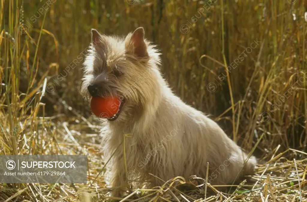 Cairn Terrier with Ball