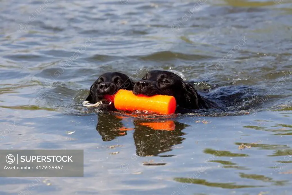 Labrador Retrievers sharing retrieve of orange bumper in pond during training exercise; Hebron, Illinois, USA (GW)