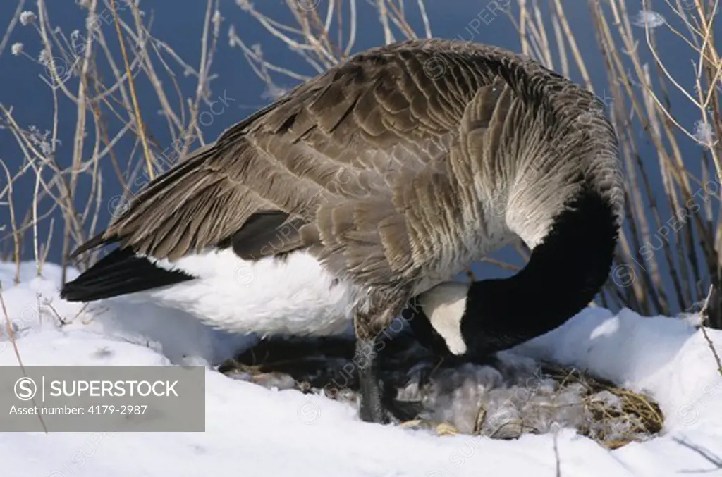 Canada Goose plucking breast feathers for its nest, CO (Branta canadensis) Jefferson County