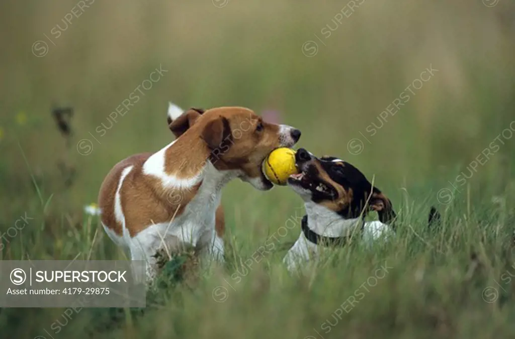Dog: Jack Russell Terriers playing with Ball