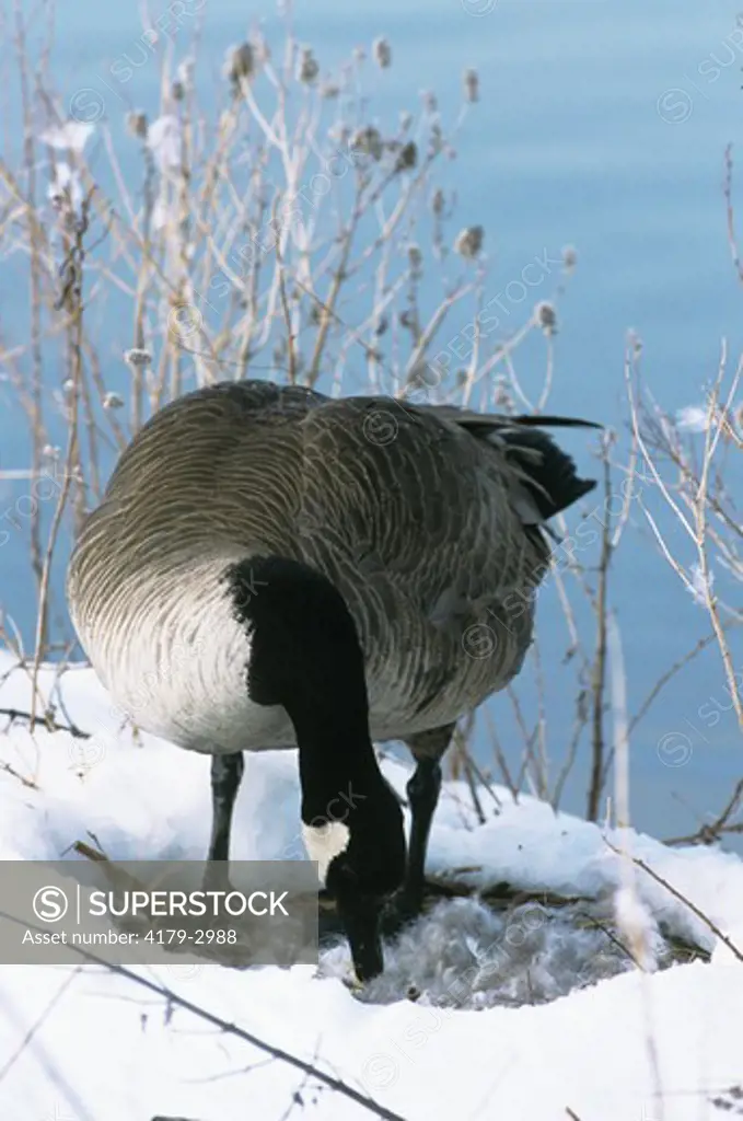 Canada Goose turning over eggs on snowy day, Colorado (Branta canadensis) Jefferson County