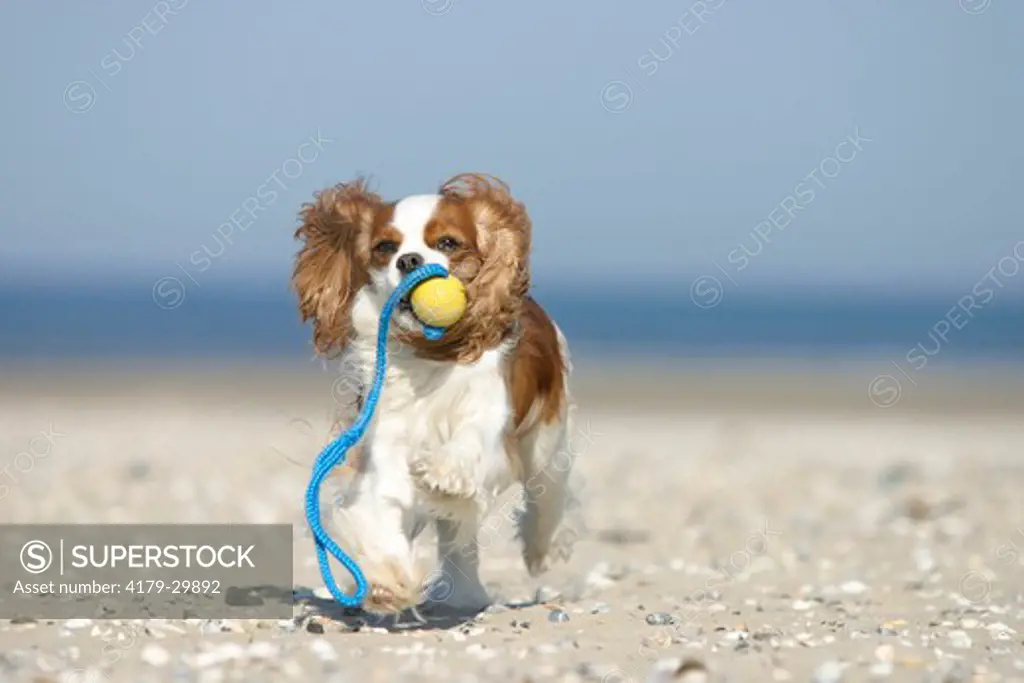 Cavalier King Charles Spaniel, Blenheim, retrieving ball at beach