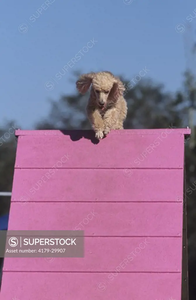 Toy Poodle at Dog Agility Competition, Winter Park, FL