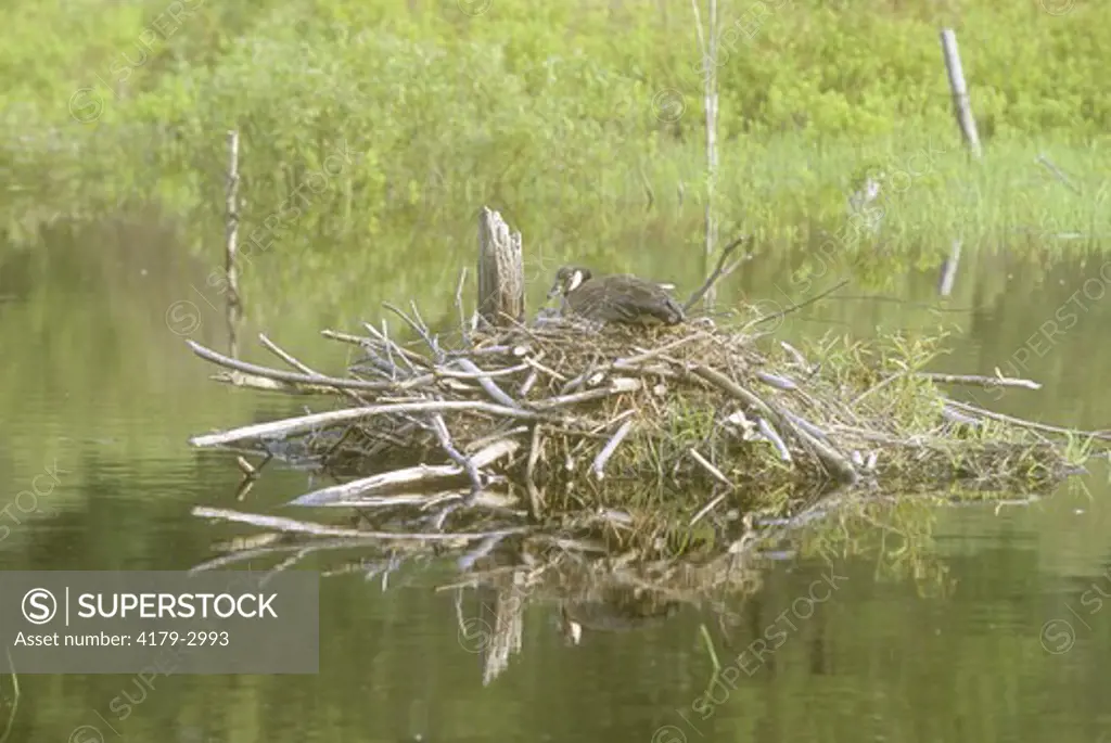 Canada Goose nesting on Beaver Lodge, Georgetown, NY