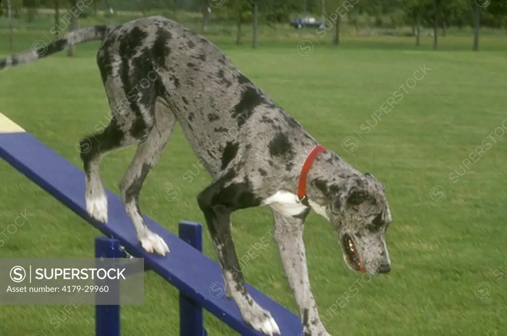 Dog: Great Dane on See Saw, Hamilton, Ontario