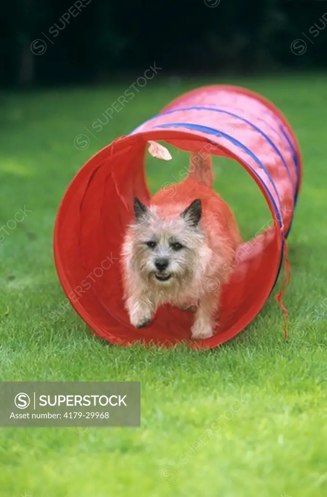 Cairn Terrier running through Tunnel, Obedience Training