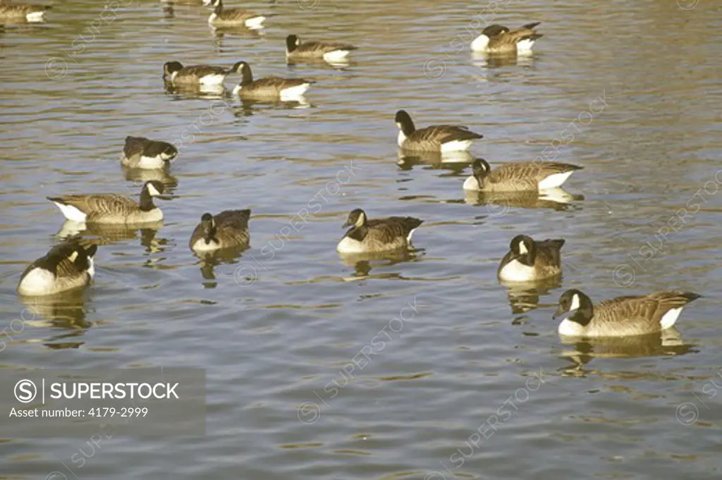 Canada Geese in Pond in City Park, Allentown, PA (Branta canadensis)
