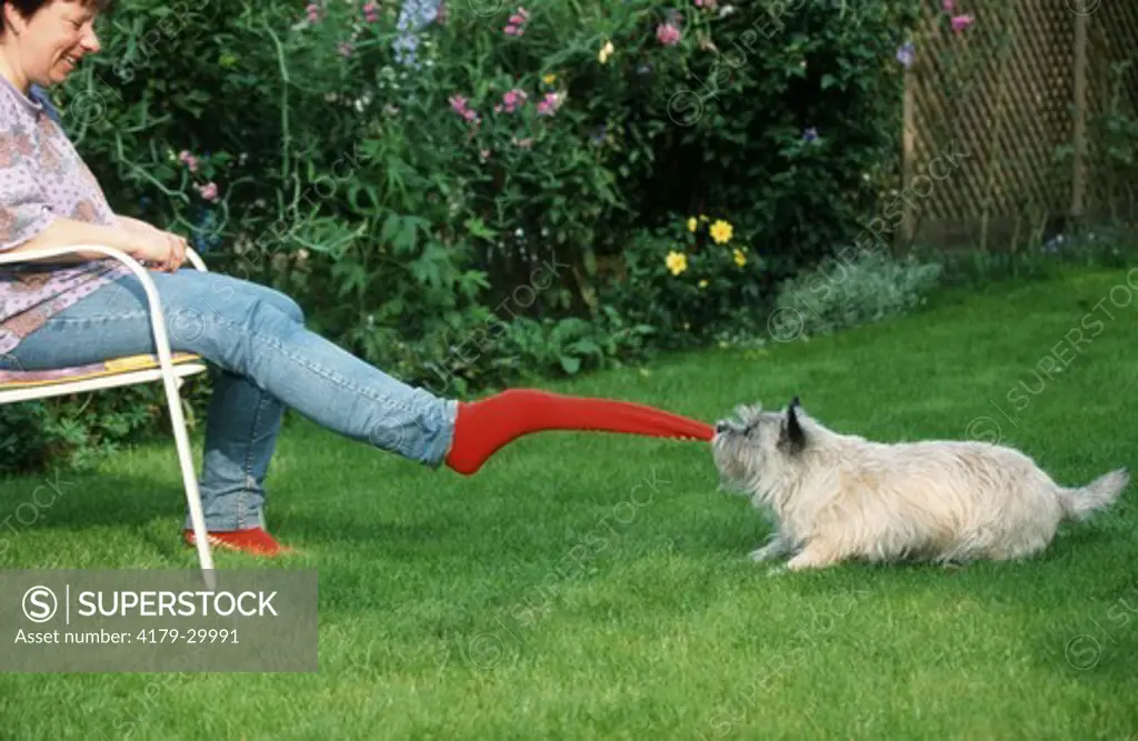 Cairn Terrier, Lucy, pulling at sock