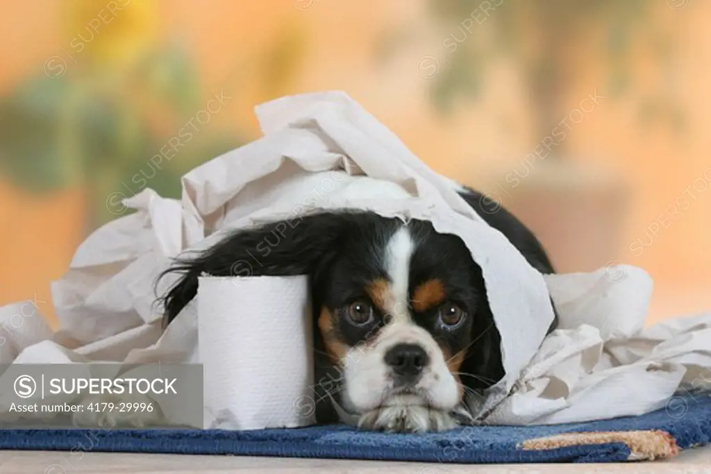 Cavalier King Charles Spaniel, tricolor, wrapped in toilet paper