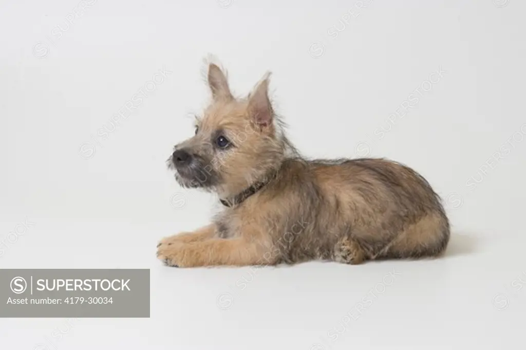 Ziggy, Cairn Terrier puppy