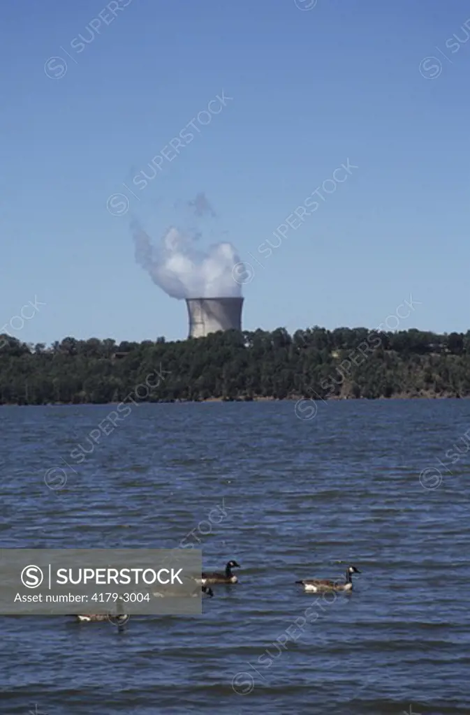Canada Geese swim in lake near nuclear atomic electric power plant