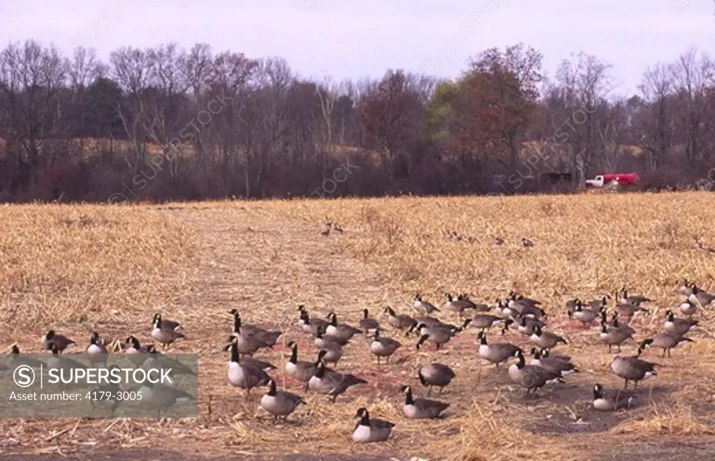 Canada Geese in harvested field of corn, Eastern NY
