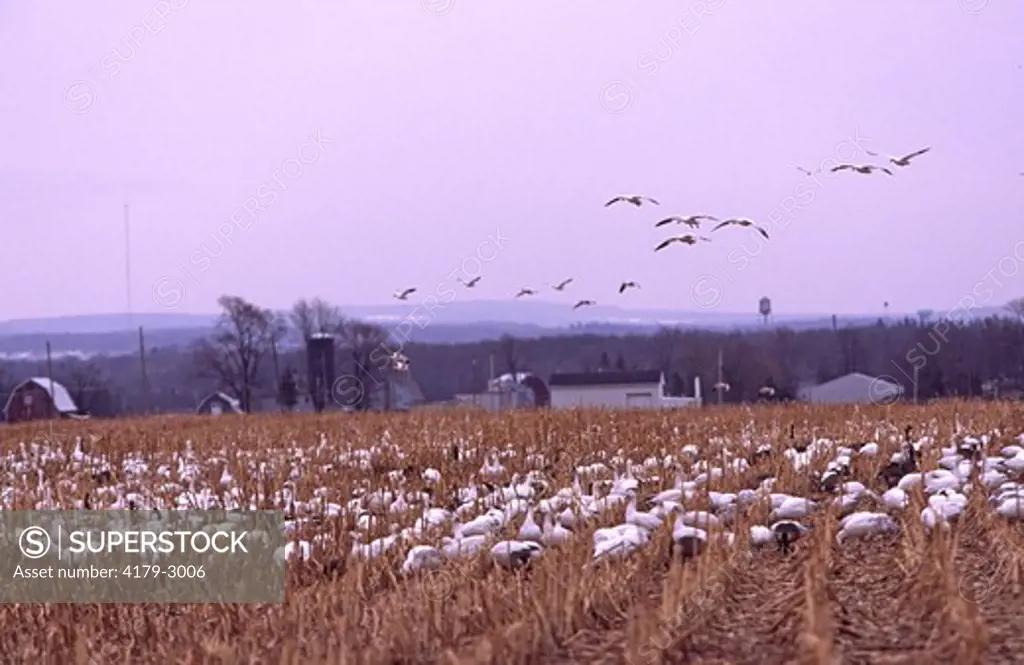 Mixed flock of migrating Canada and Snow Geese in corn field, early spring Branta canadensis, Chen caerulescens Finger Lakes region, central NY