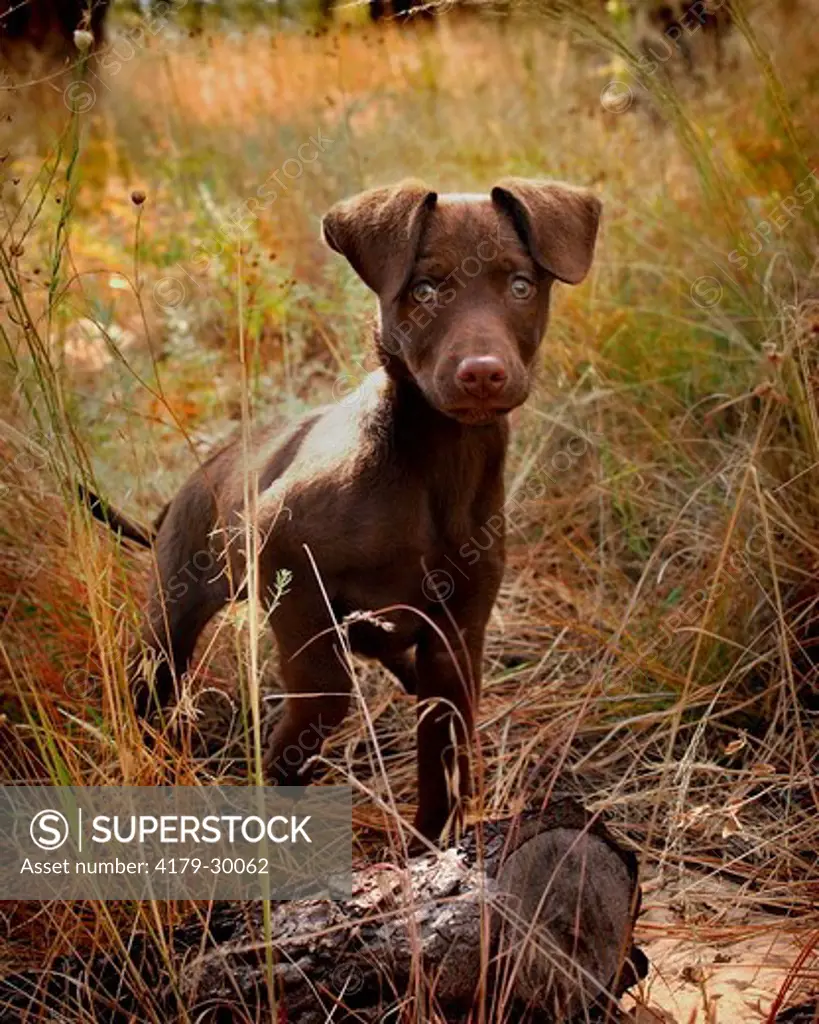 A young Chocolate Labrador trots through a field in Flagstaff, Arizona. 2007