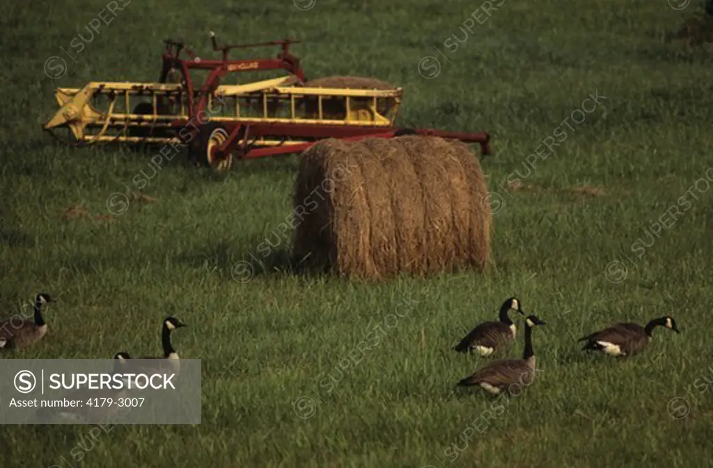 Canada Geese (Branta canadensis) Grazing in Hay Field/VA