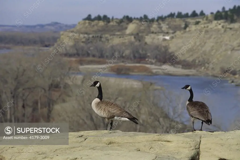 Two Canada Geese at Bank of Yellowstone River, Montana (Branta canadensis)