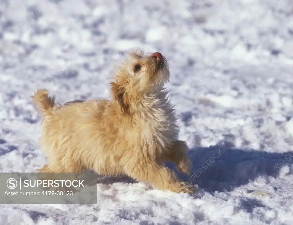 Young Tibetan Terrier in the snow, licking snow off his nose