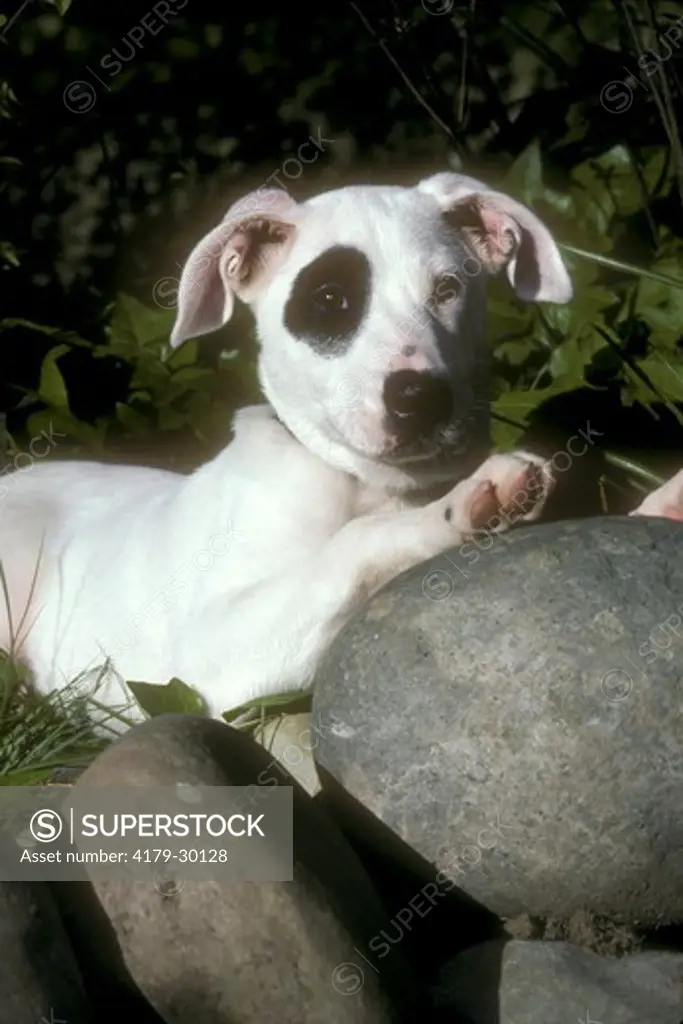 Mixed Breed Puppy by rocks