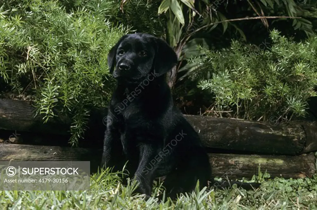 Black Labrador Retriever puppy