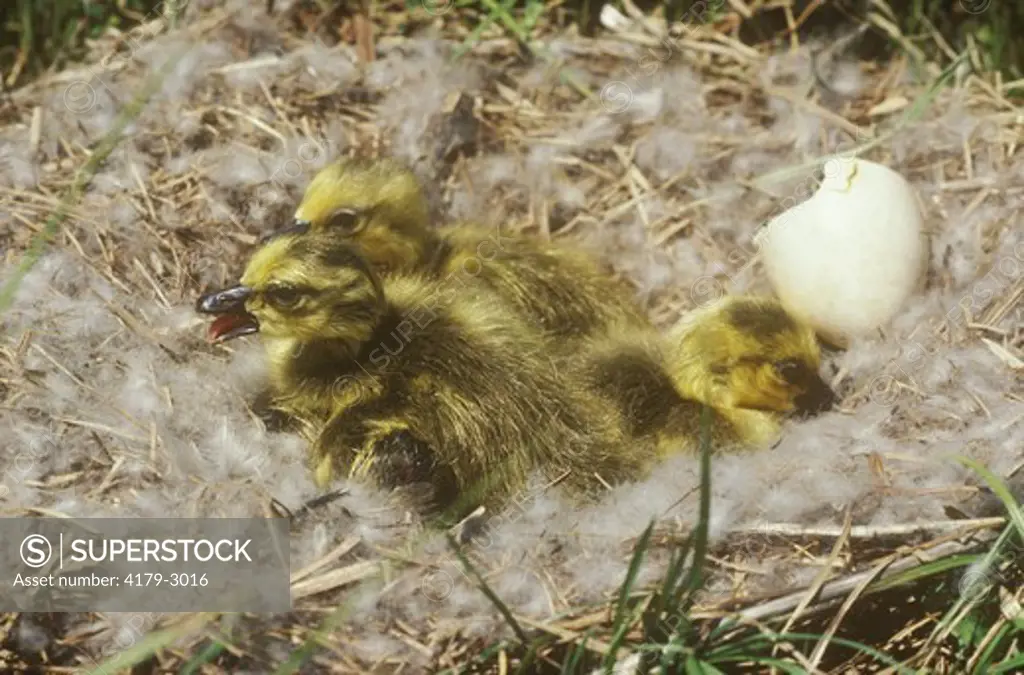 Canada Goose Chicks  (Branta canadensis)  Alpena County, Michigan