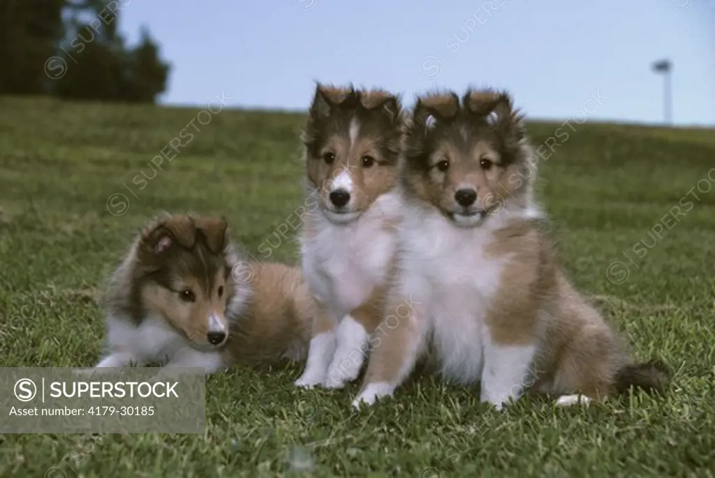 Shetland Sheepdog Puppies