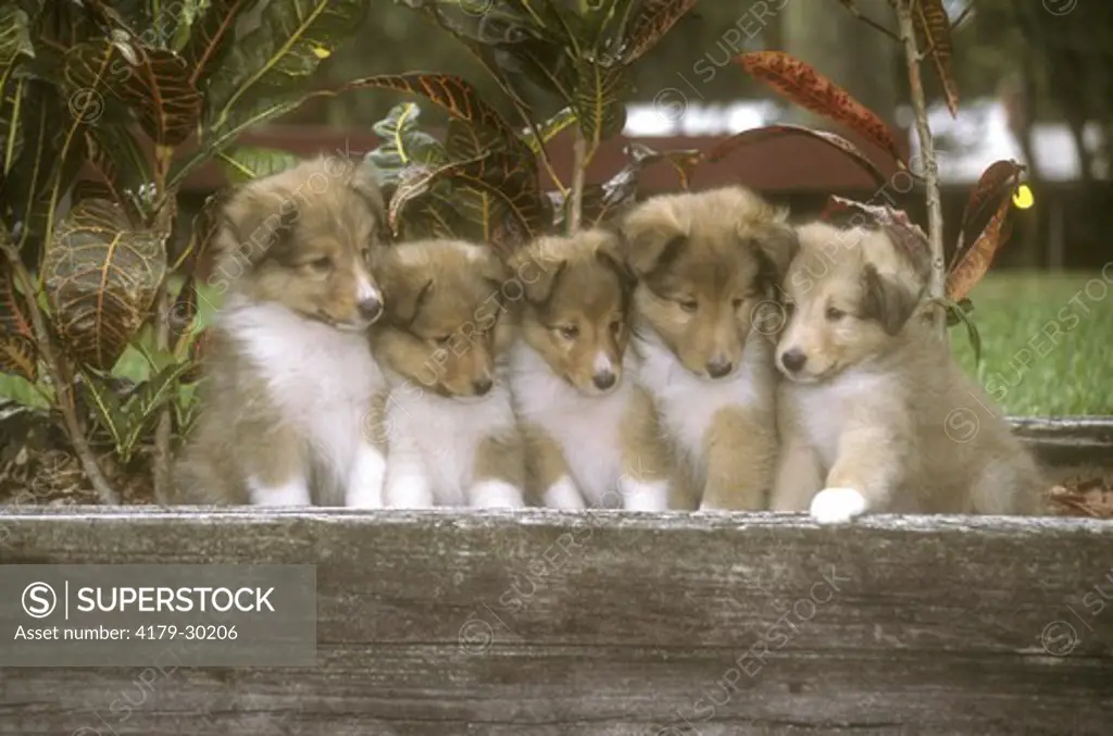 Shetland Sheepdog Puppies, Five