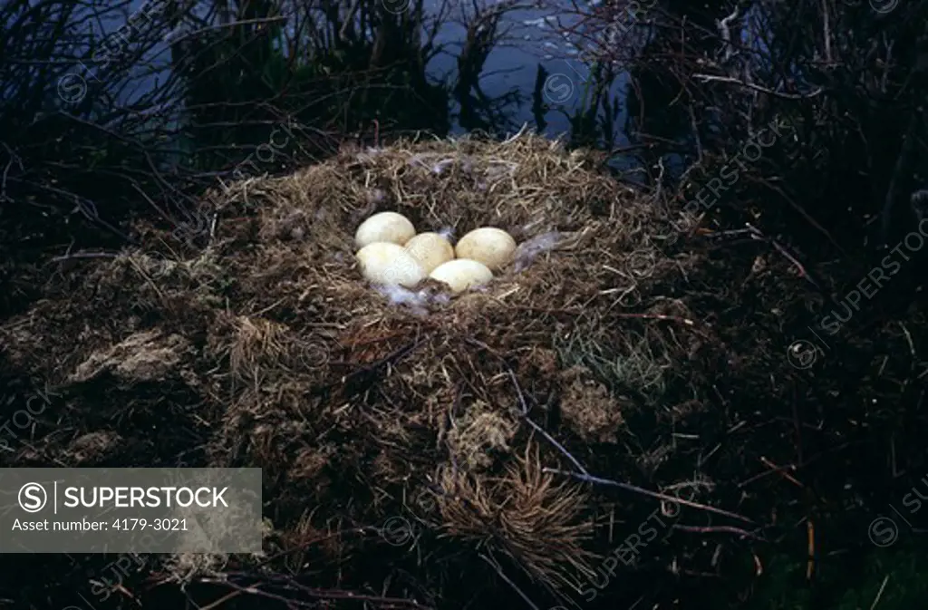 Canada Goose Eggs in Nest, Pocono Mts., PA (Branta canadensis)