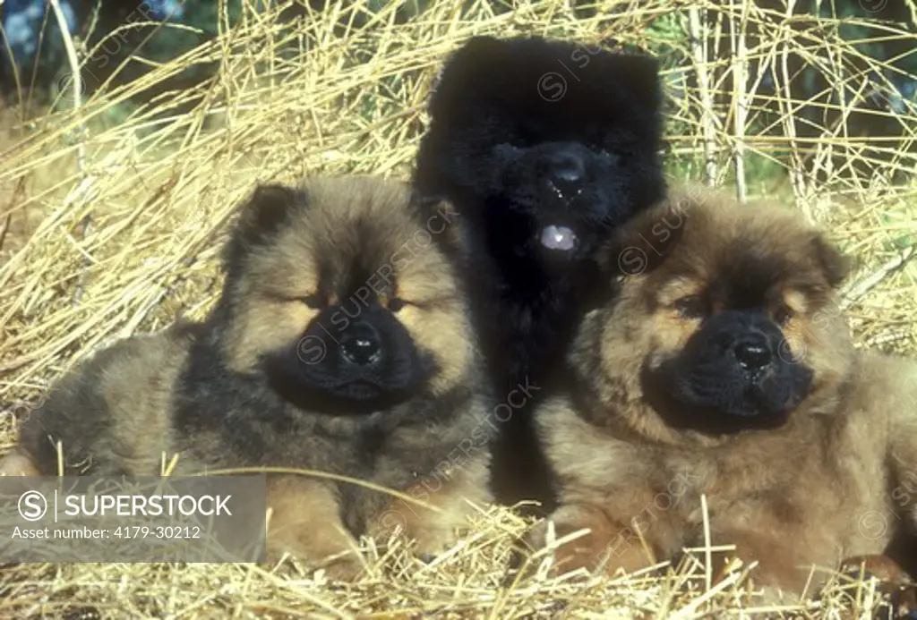 Three Chow Chow Puppies