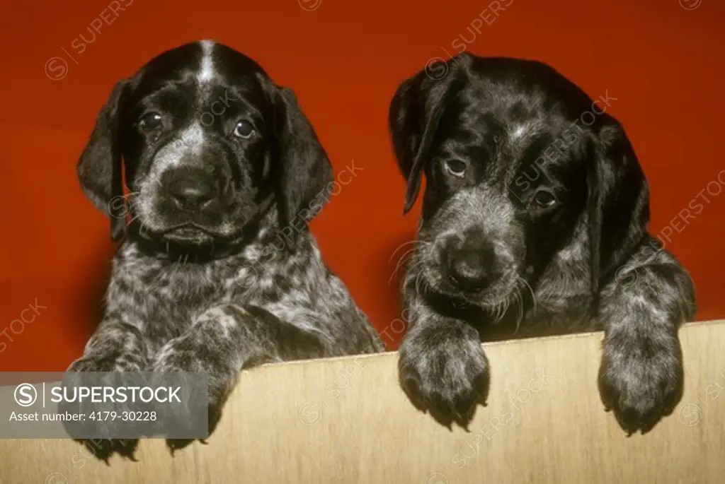 German Short-Haired Pointer Puppies Looking over Kennel Board/Woodbridge, Ontario