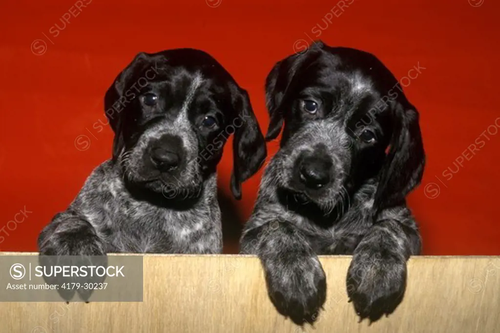 German Short-haired Pointer puppies, Woodbridge, Ontario