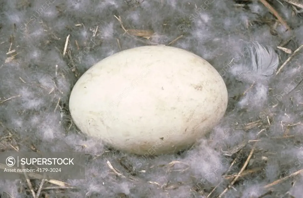 Canada Goose Egg hatching sequence