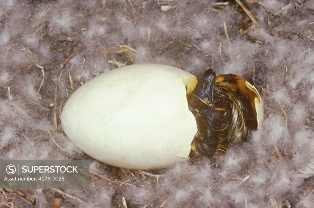 Canada Goose Egg hatching