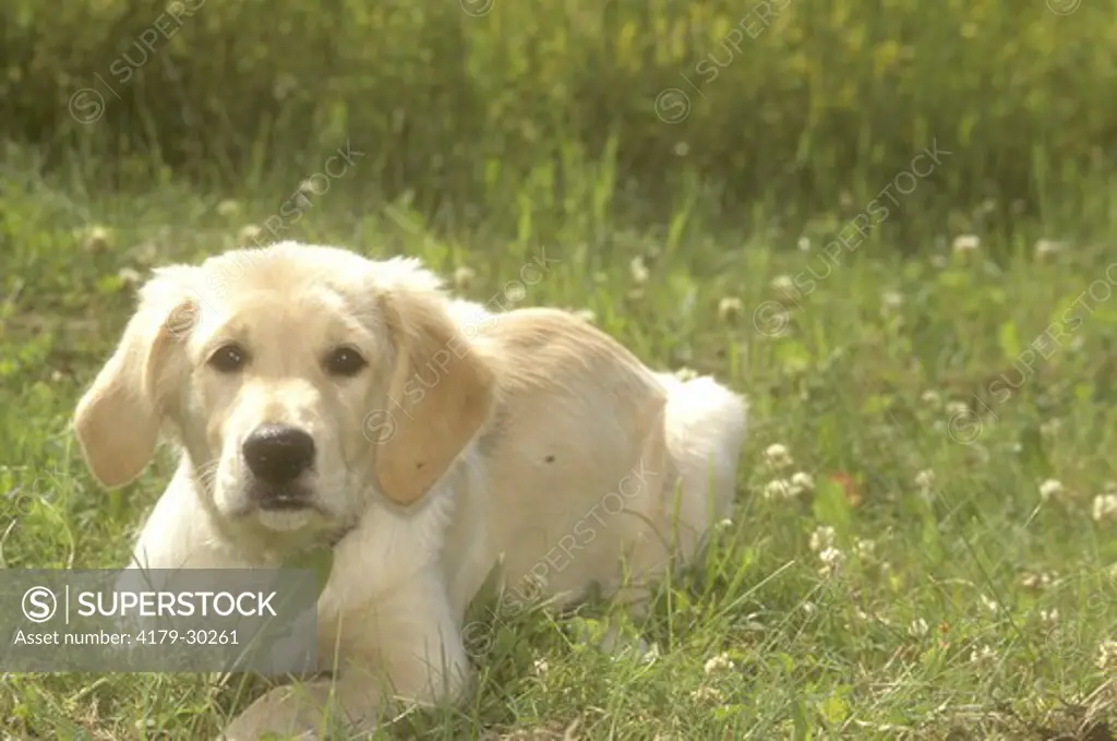 Golden Retriever Pup in Grass