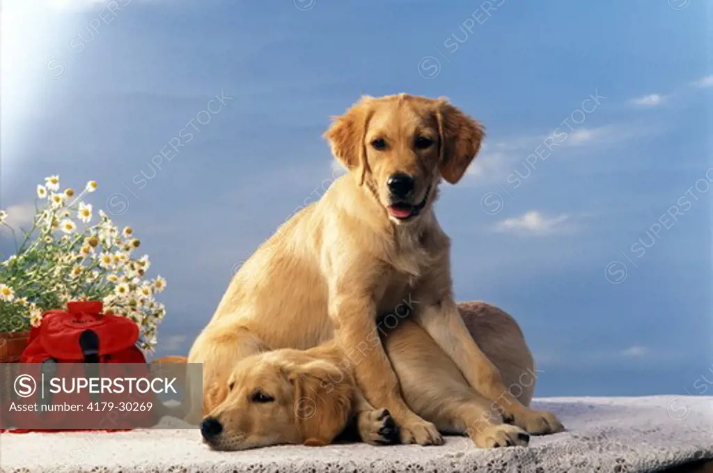 Golden Retriever Puppies  H