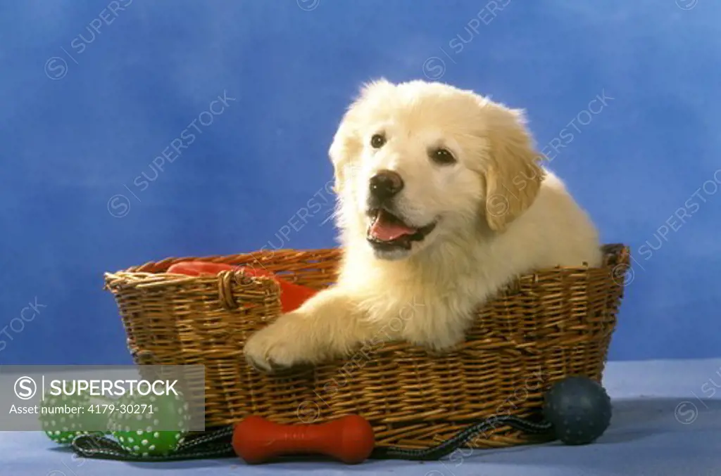 Golden Retriever in Basket with Toy