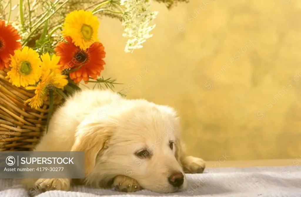 Golden Retriever Puppy looking sad