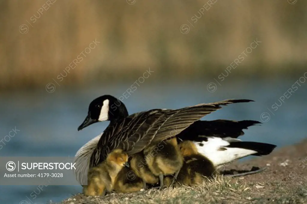 Canada Goose w/Young (Branta canadensis) OR