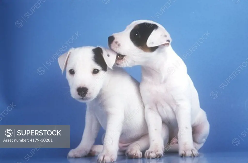 Parson Jack Russell Puppies one biting the others ear