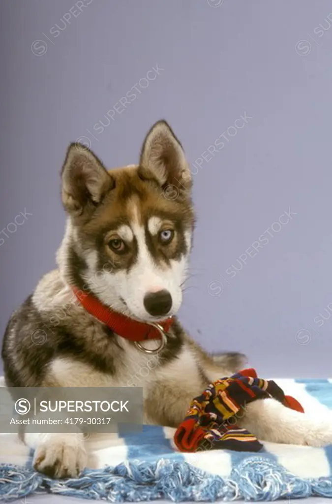 Siberian Husky Puppy